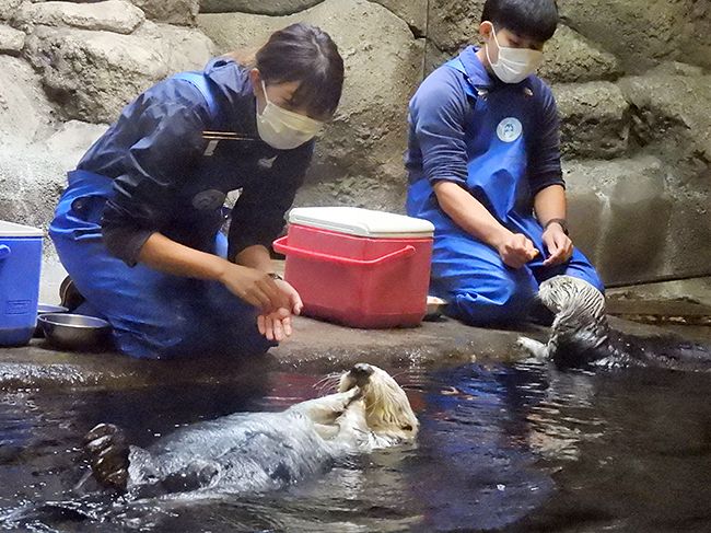 流行 ラッコ 須磨海浜水族園 須磨水族 agapeeurope.org