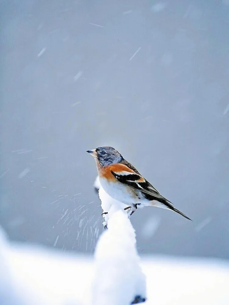 ちょっと気軽に鳥さんぽ＞アトリ 雪に映えるオレンジ：北海道新聞デジタル