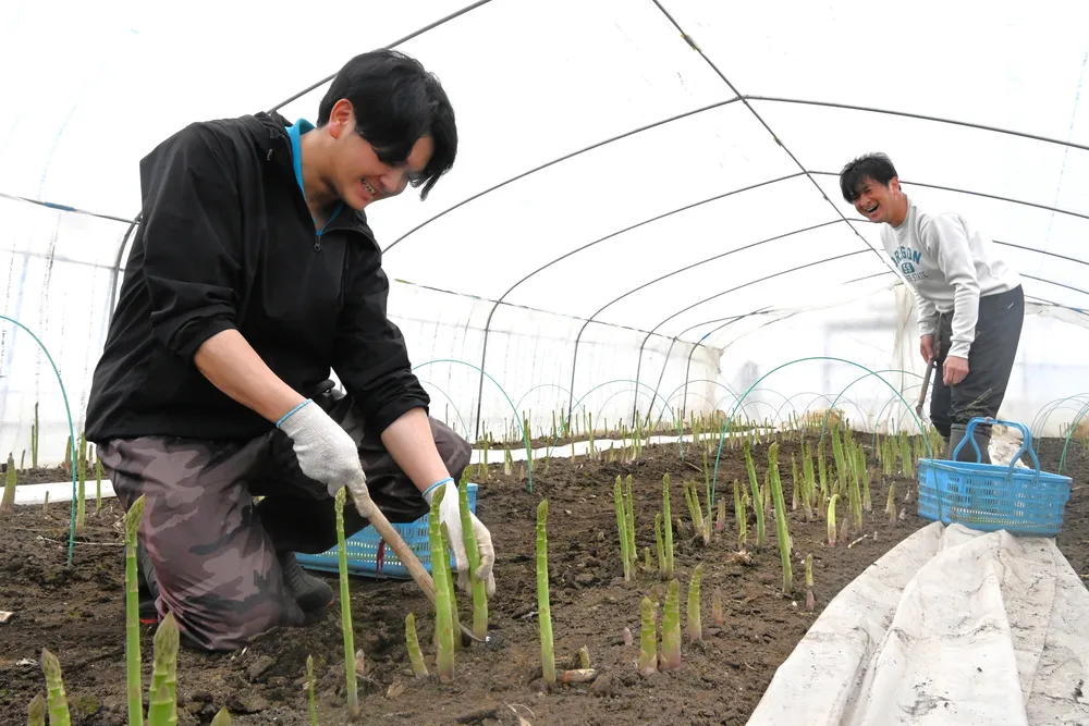 アスパラ青々、一足早く 上富良野で収穫始まる：北海道新聞デジタル