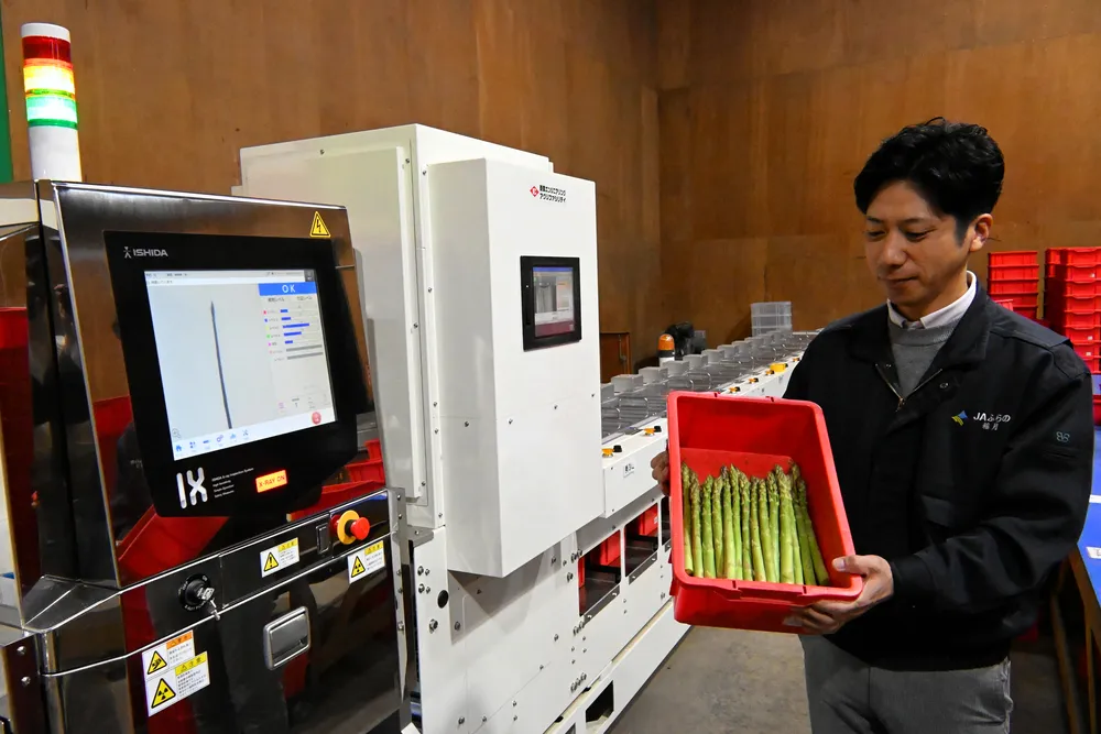 ふらの農協、アスパラ新選別機を導入 作業人員が半分以下に：北海道