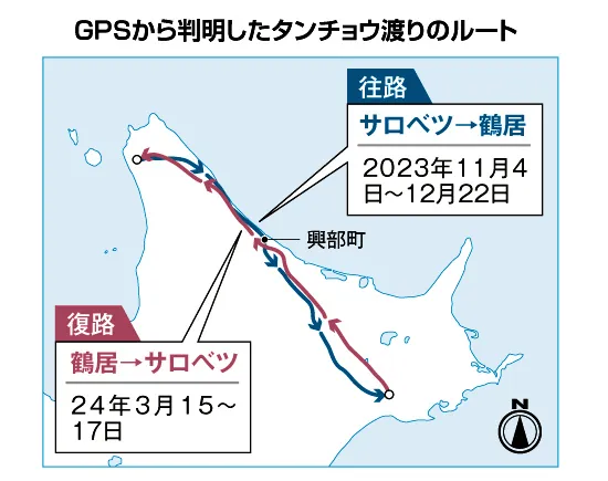 タンチョウ１００年・春＞サロベツ原野で「渡り」のルート調査 新天地求め広がる生息域：北海道新聞デジタル