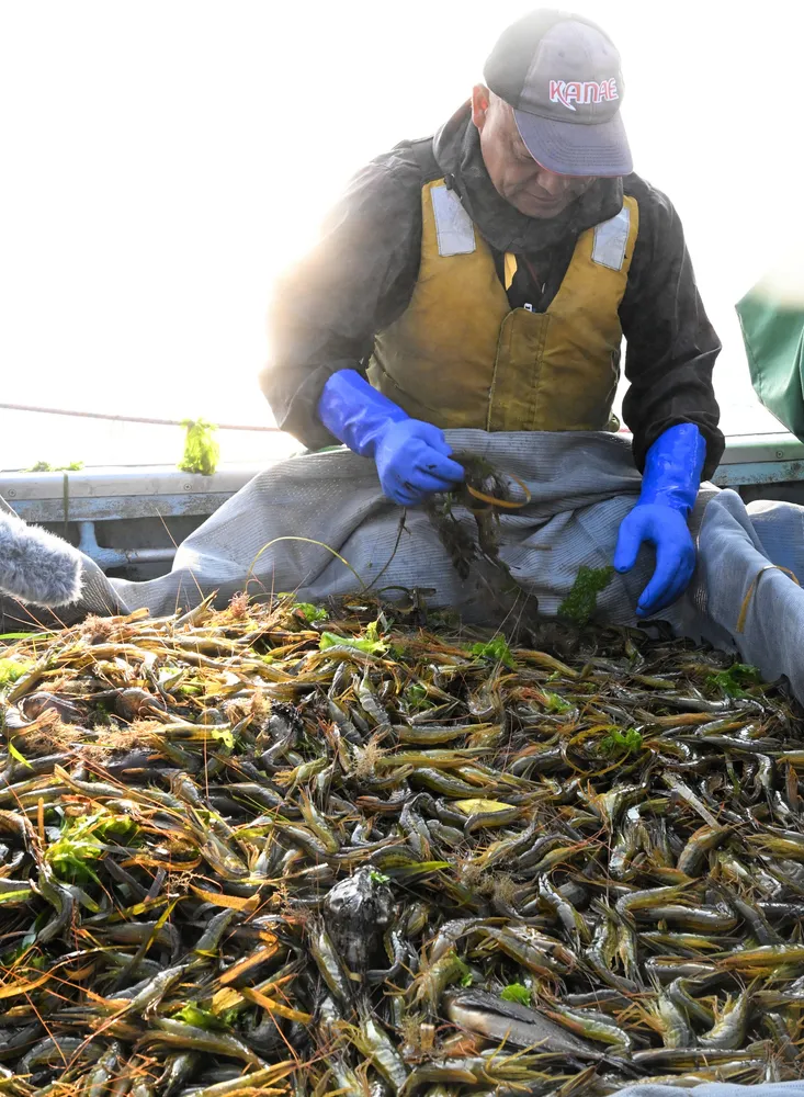 野付湾のホッカイシマエビ漁解禁 初日の水揚げ、3.6倍1.1トン：北海道