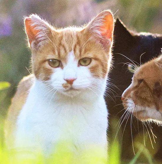 ペット トップ 地域猫 野良猫 マンション規約