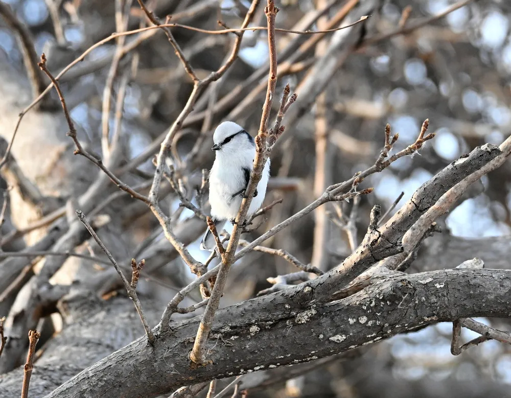 ヨルマ・ヴェンノラ Lintupuu 鳥たちの木 ヨルマ・ヴェンノラ Lintupuu