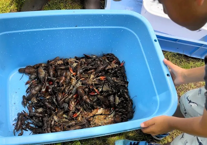 外来ウチダザリガニ「とれたー」 遠軽で防除体験 塩ゆで味わう：北海道新聞デジタル