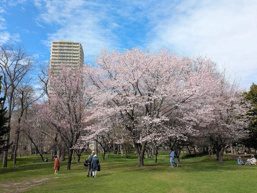札幌のサクラ開花　予想は「４月19日」　＜菅井貴子のお天気コラム＞