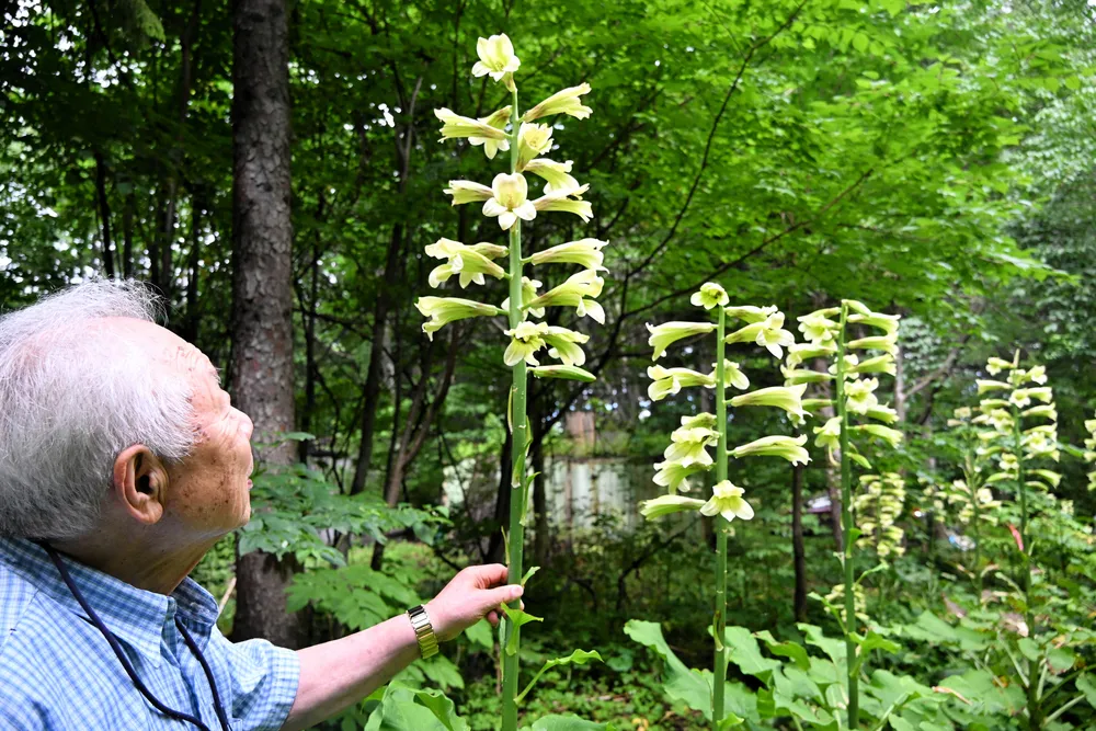 北海道産オオウバユリに白い綿花を針葉樹と束ねた香り豊かな　クリスマス　スワッグ 遠軽でオオウバユリが見頃 林道沿いにクリーム色の花 7月20日ごろ