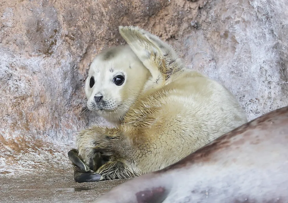 真っ白アザラシすくすく 旭川・旭山動物園で赤ちゃん誕生：北海道新聞