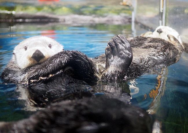 【中古】 がんばれ！赤ちゃんラッコのラリー オホーツク水族館のラッコの記録/偕成社/島田治子 がんばれ赤ちゃんラッコのラリー: オホーツク水族館のラッコの