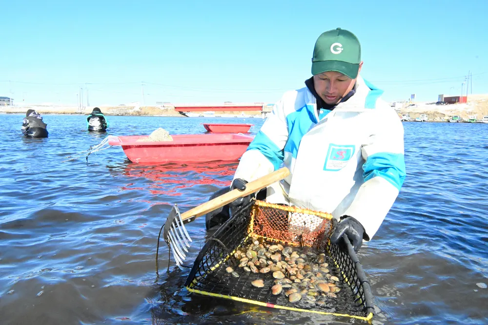 ちりとり」使いアサリ漁 根室・トーサムポロ沼 資源管理で漁獲量期待