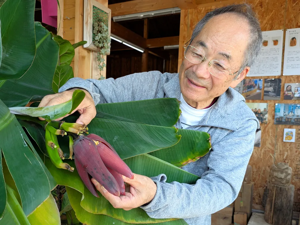鉢植えバナナ 30年で初開花 八雲の小熊さん「食べるの楽しみ」：北海道 