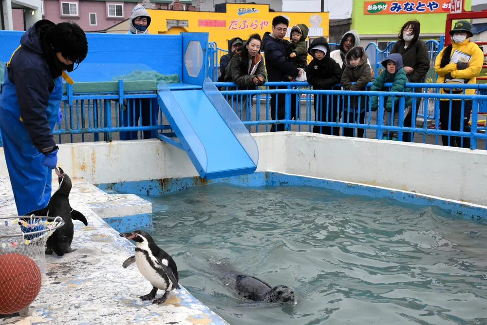 ペンギンとアザラシの「お食事時間」を楽しむ来館者