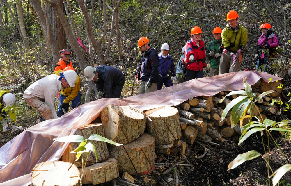 ナラ枯れ被害木の処理を学ぶ道や松前、福島両町の関係者＝松前町の町有林