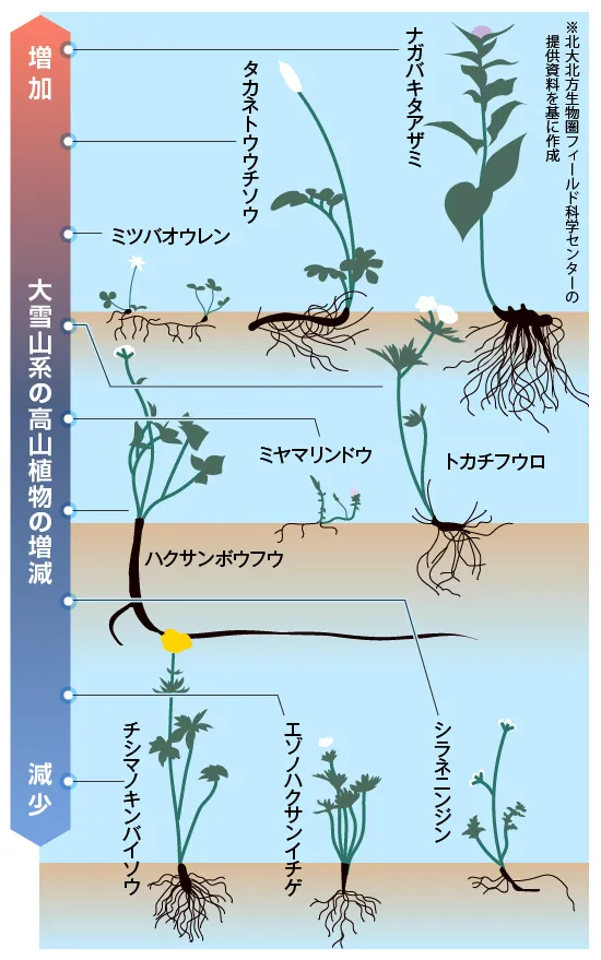 北海道の高山植物（大形本）　創土社　【中古ー非常に良い】 野外見分け図鑑 北海道の高山植物 梅澤 俊 著 北海道新聞社 発行