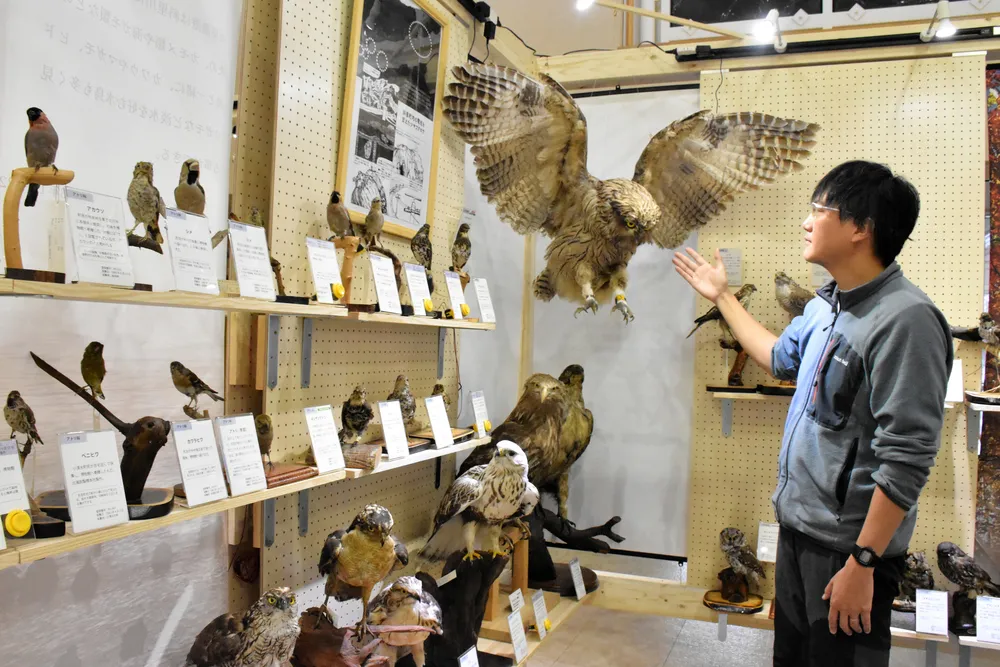 野生動物の標本、千点並ぶ 剥製や毛皮…斜里で特別展 向き合い方考えるきっかけに：北海道新聞デジタル