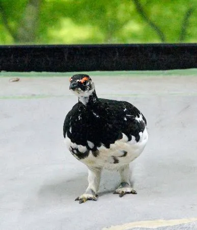 死んだニホンライチョウ（長野県大町市の大町山岳博物館提供）