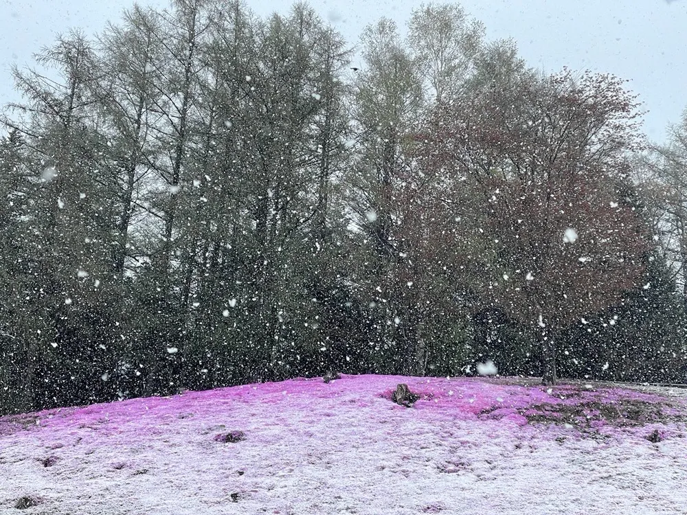 シバザクラの開花が進む中、雪が積もったオホーツク管内遠軽町の「太陽の丘えんがる公園」=8日午前6時50分（柳沢郷介撮影）