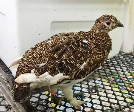 レディース ジュエリーKANDA K18 プラチナ コンビ アンクレット 保証書付