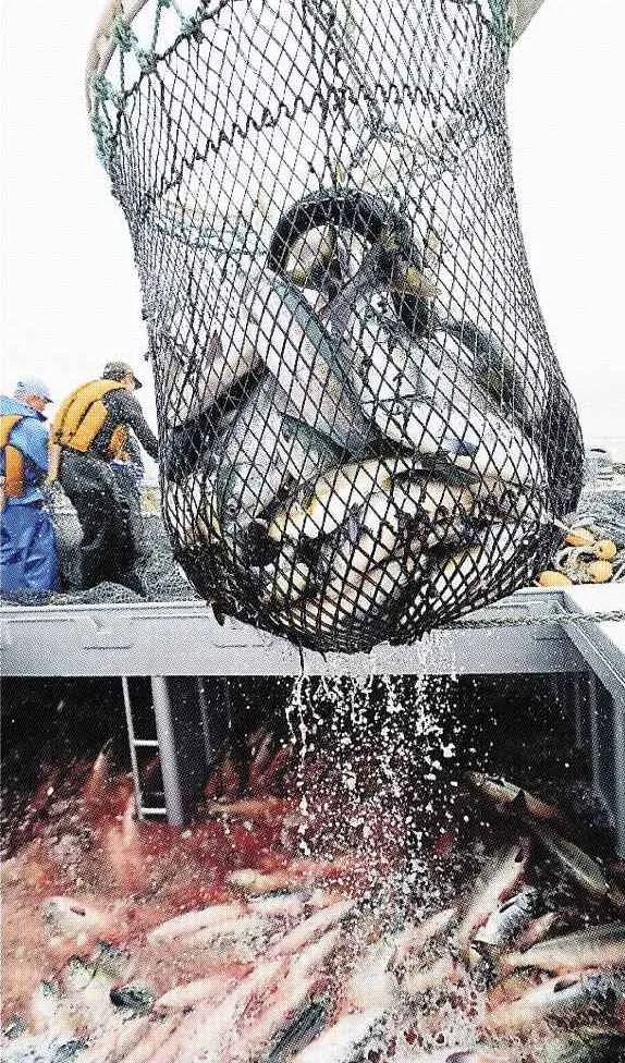 秋サケ　初水揚げ好調　斜里、網走　資源確保へ規制も：北海道新聞デジタル