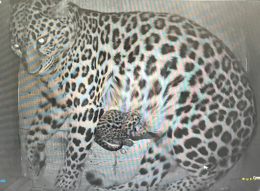 旭山動物園でアムールヒョウの赤ちゃん誕生 繁殖は2年ぶり、野生100頭