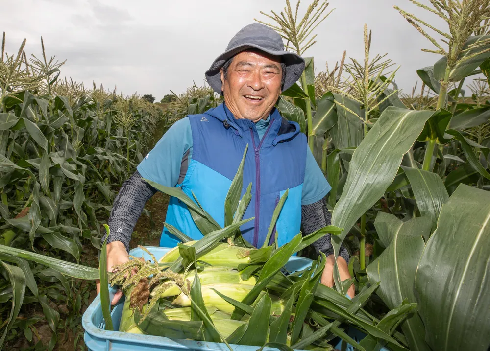 メロン並みに甘い「幻のトウモロコシ」 口コミパワーで人気拡大＜北の食☆トレンド＞：北海道新聞デジタル