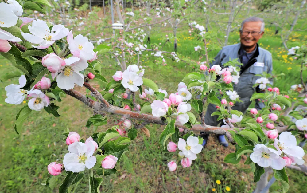 リンゴの白い花見ごろ 芽室町の松下リンゴ園＜フォトかち＞：北海道