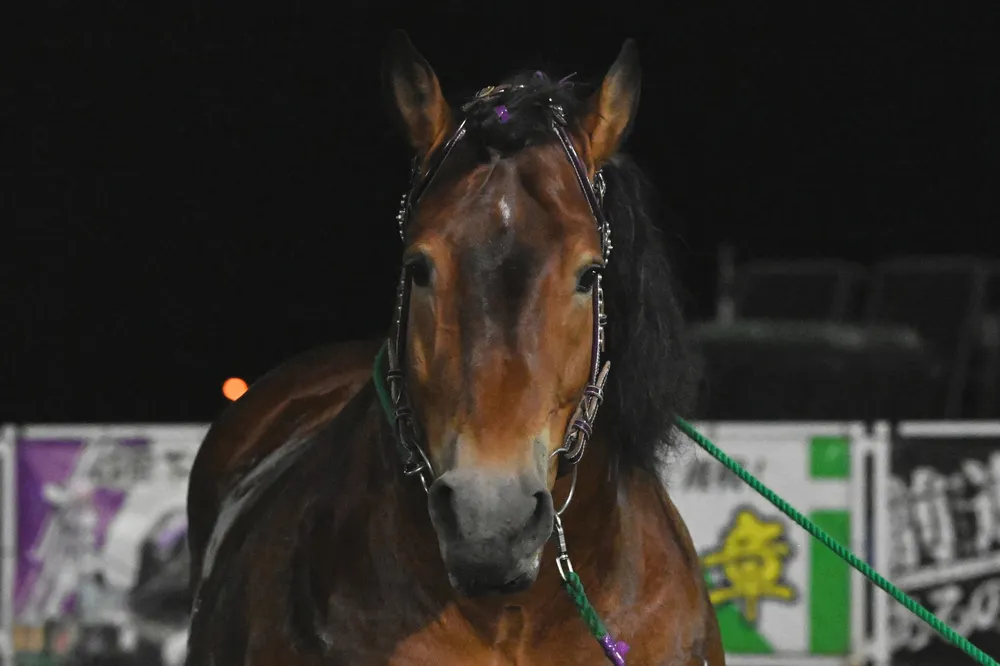 8月11日のレース紹介 ばんえいグランプリ メムロボブサップ4連覇なるか＜ばんえい競馬＞：北海道新聞デジタル