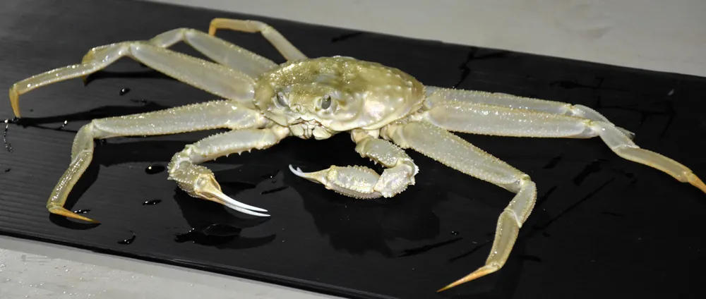 白いオオズワイガニ水揚げ えりも岬漁港 漁師ら「縁起がいい」：北海道