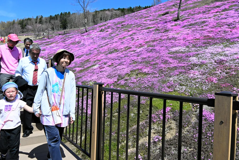 滝上の春彩るシバザクラ 「まつり」開幕、見頃は5月中旬：北海道新聞