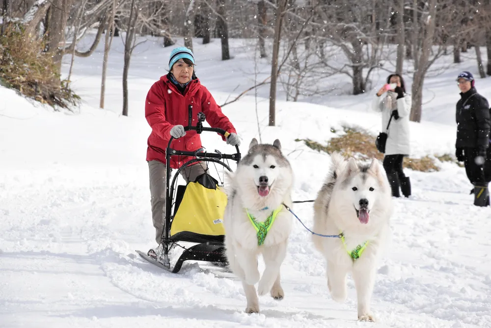 犬ぞり、雪遊び楽しんで 道の駅厚田で9日：北海道新聞デジタル