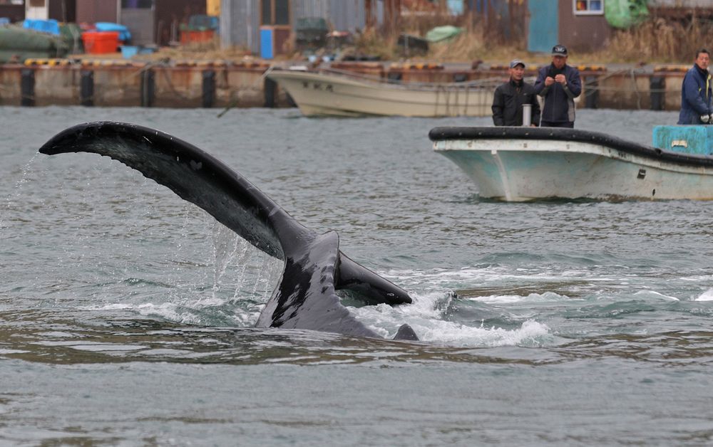 釧路町・老者舞漁港にクジラ 漁業者驚き：北海道新聞デジタル