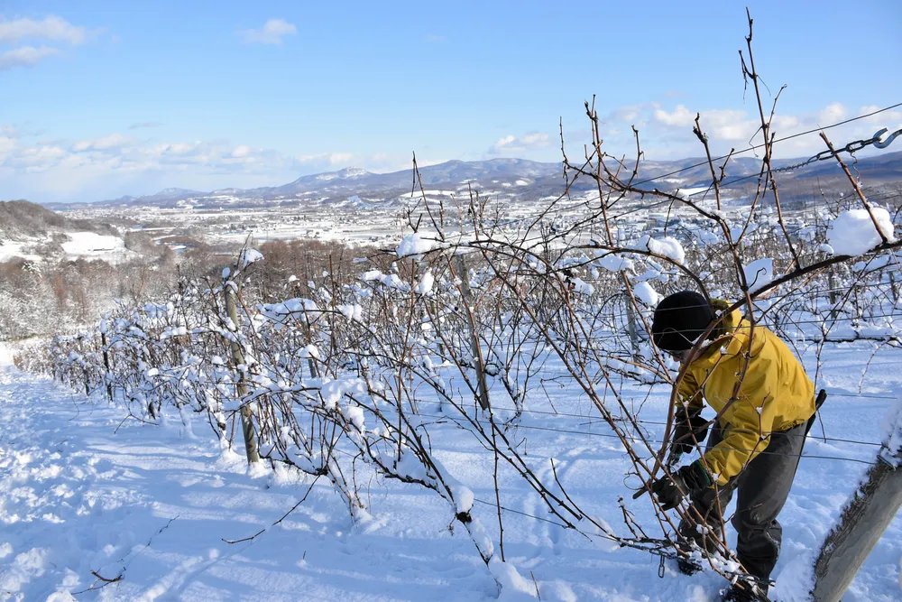 おいしいワイン新年も期待　仁木でブドウ剪定＜師走点描2025＞