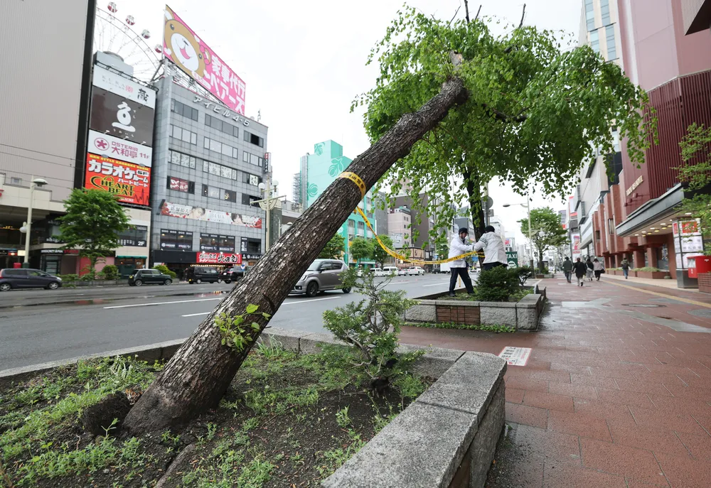 北海道内強風、札幌で26.2メートル　ススキノで街路樹倒れる