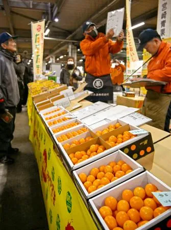 初競りキンカン、1キロ20万円 宮崎ブランド、完熟「たまたま」：北海道