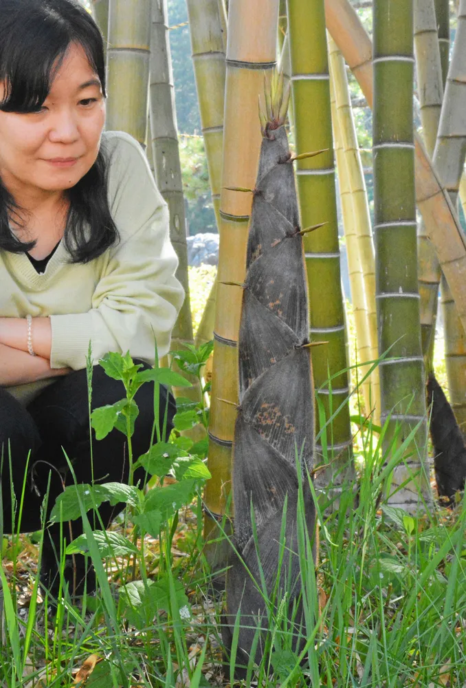 道内で珍しい孟宗竹 タケノコすくすく 松前：北海道新聞デジタル