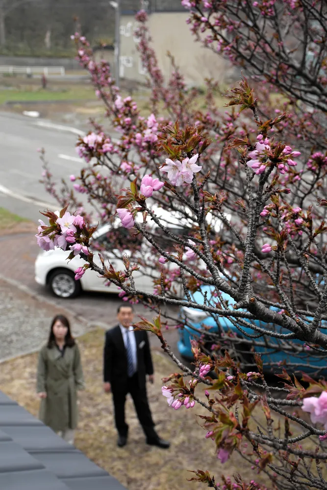 ピンク色の花を咲かせた元陣屋のエゾヤマザクラと堀雅志町長（右）