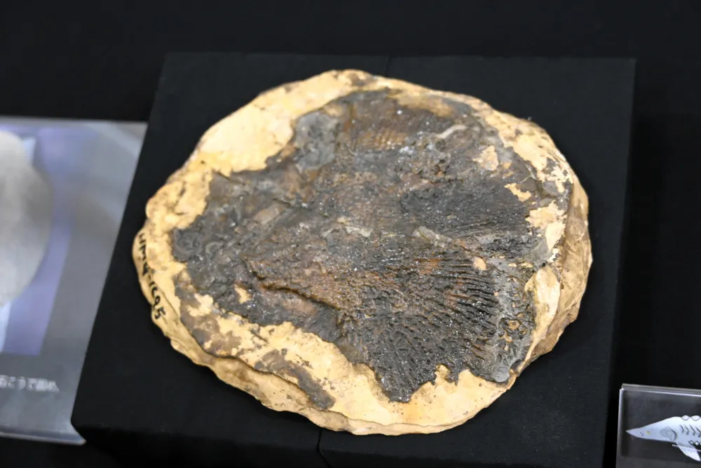 化石 白亜紀の平取にチョウザメ類生息 東アジアで初の化石判明：北海道新聞