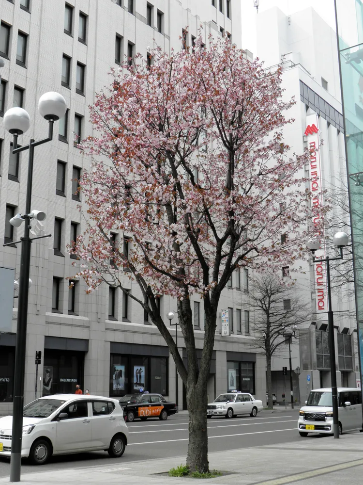 昭和より2週間早まる開花日　＜菅井貴子のお天気コラム＞