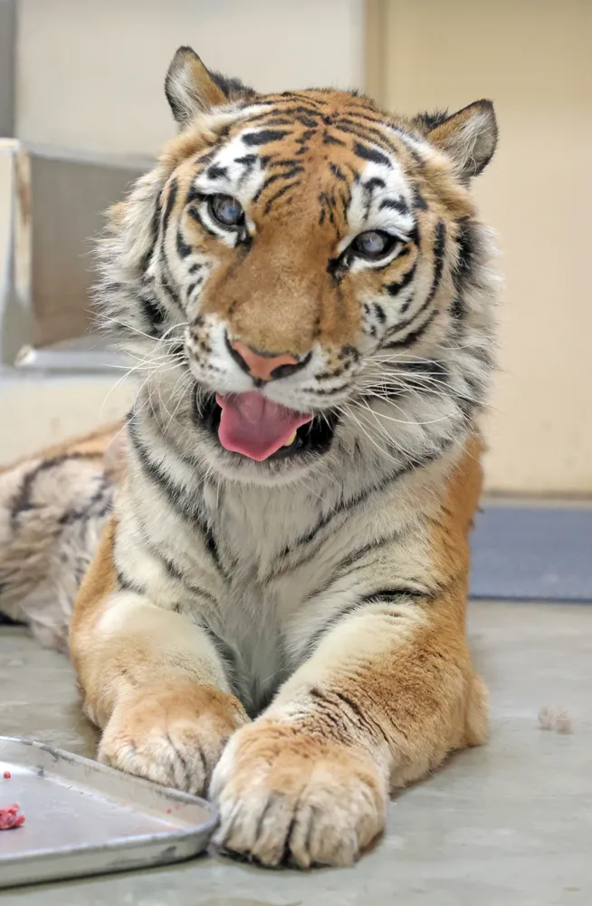 釧路市動物園　アムールトラココア6点セット 2024年8月のアムールトラのタイガとココアのページ｜釧路市