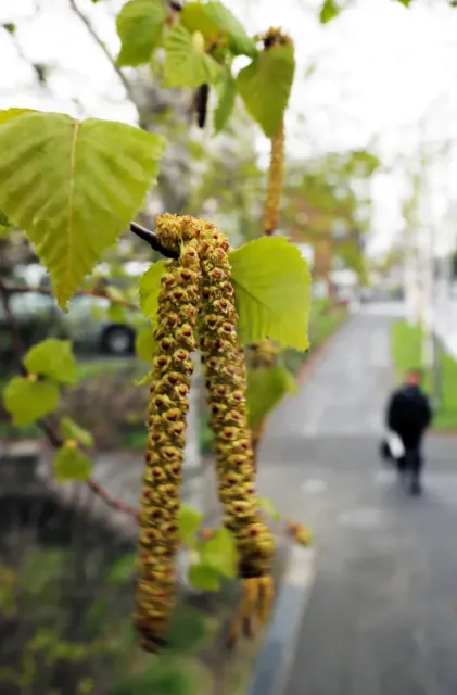 シラカバ花粉飛散、北海道内で本格化　札幌は昨年の10倍超