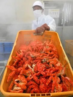 花咲ガニ、鮮やかに 根室特産、3.7トン初水揚げ：北海道新聞デジタル