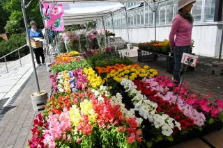 暮らし彩る苗や種を販売　北見で園芸祭とハーブ展