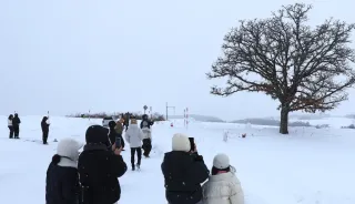 北海道・美瑛のシラカバ並木伐採 観光公害が深刻化 農地侵入後