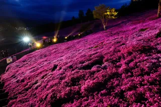 夕闇に浮かぶシバザクラ 滝上公園で夜間イルミネーション始まる