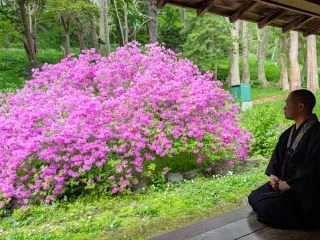 ヨドガワツツジ見頃　伊達の有珠善光寺で6年ぶり客殿開放