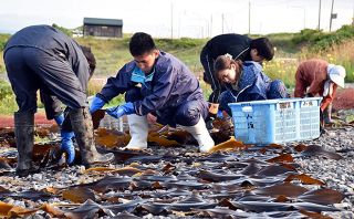 利尻島で京大生ら昆布干しバイト　漁師と学生、双方に利点　その魅力とは？＜デジタル発＞