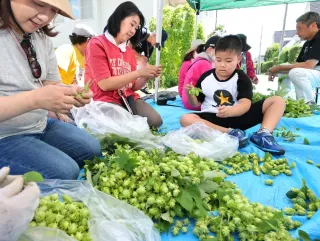 ホップの収穫体験会、札幌西岡地区で開催　特産ビールは9月に札大で提供