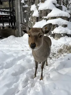 ＜旭山動物園わくわく日記＞今こそエゾシカ　北海道の自然と向き合う