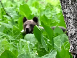 クマ目撃相次ぎ8件 釧路・阿寒湖温泉 警戒強める：北海道新聞