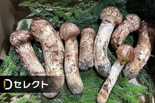 高級食材マツタケ　北海道にも！　人工栽培の研究も＜北の食☆トレンド＞